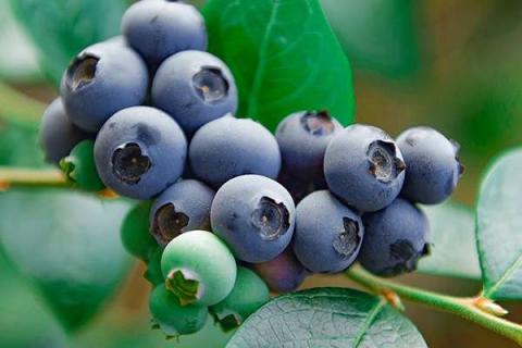 蓝莓买回来怎么吃 蓝莓买回来吃的时候一股花香味