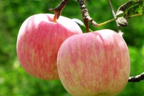 苹果种子颜色和形状 如何鉴定种子的好坏