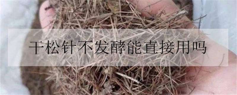 干松针不发酵能直接用吗 不发酵的松针能用吗