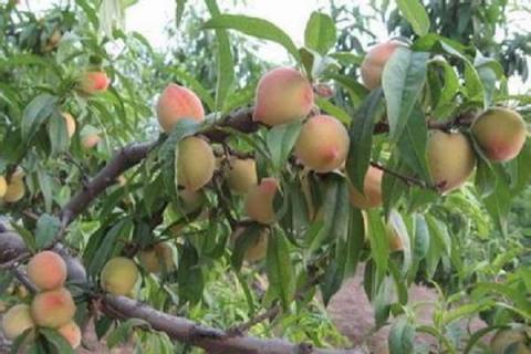 桃树施壮果肥最佳时间 桃树施壮果肥最佳时间是几月份
