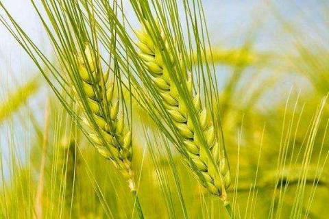 小麦孕穗期可以施肥吗 怎么增施能增产