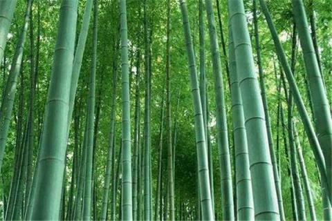 竹子的品质和精神