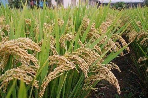水稻分蘖期喷什么叶面肥好