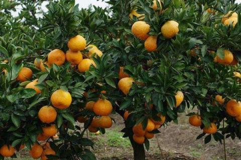 如何嫁接橘子树成活率较高 橘子树怎样嫁接成活率高