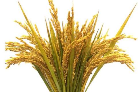水稻田肥料多了怎么办 补救方法有哪些