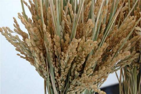 水稻穗肥什么时候扬最佳 施肥技巧有哪些