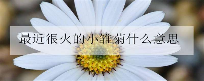 最近很火的小雏菊什么意思