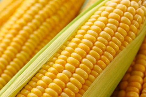 玉米追肥用硫酸铵可以吗 玉米追肥用硫酸钾可以吗