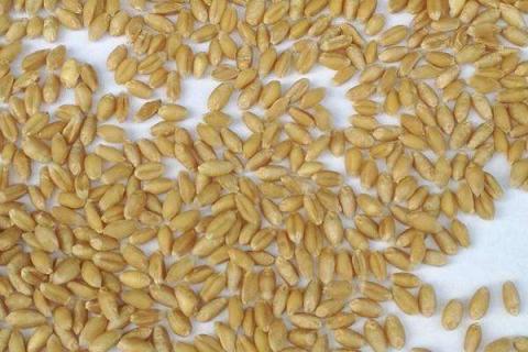 小麦没用底肥怎么办 后期如何合理追肥