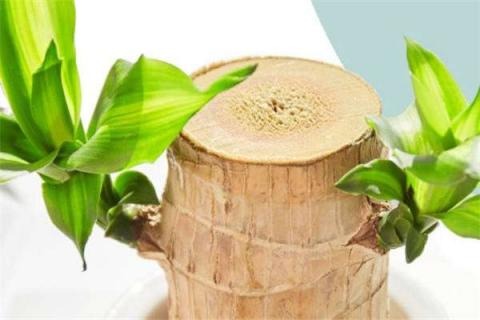 巴西木水培生根方法是什么