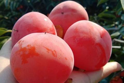 柿子用什么肥料果实更甜 如何施肥才能增甜