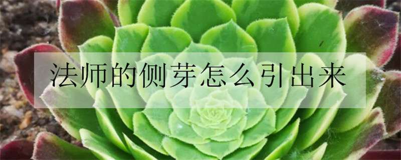 法师的侧芽怎么引出来 法师长出侧芽以后,侧芽底部的叶子用剪掉吗