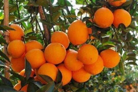 脐橙幼树如何管理生长快 可以施加钾肥吗