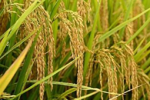 水稻分蘖肥需要用钾肥吗 水稻分蘖肥需要用钾肥吗为什么