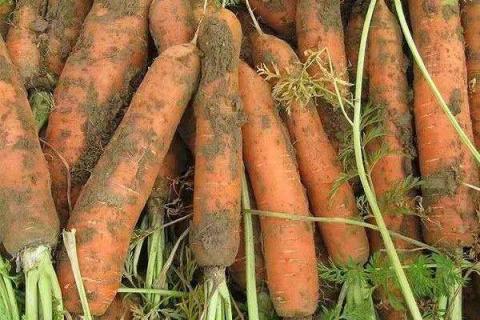 胡萝卜如何施肥最科学 选择什么肥料好