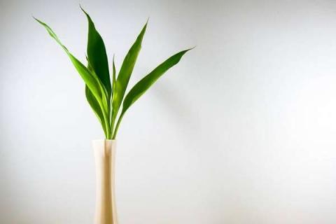 富贵竹是什么植物