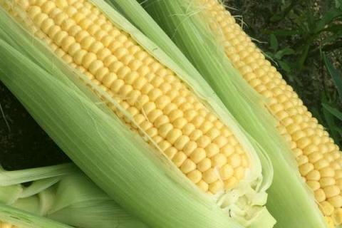 玉米施肥氮磷钾比例是多少 如何合理施加肥料