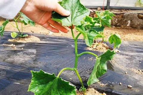 如何浇水施肥才能提高黄瓜产量 注意事项有哪些