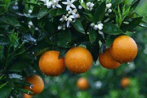 柑橘膨果肥什么时候施 施肥技巧有哪些