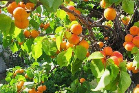 杏树穿孔病用什么药 如何进行防治