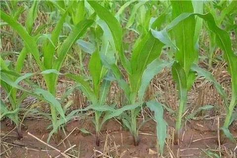 玉米追肥不盖土可以吗 施肥误区有哪些