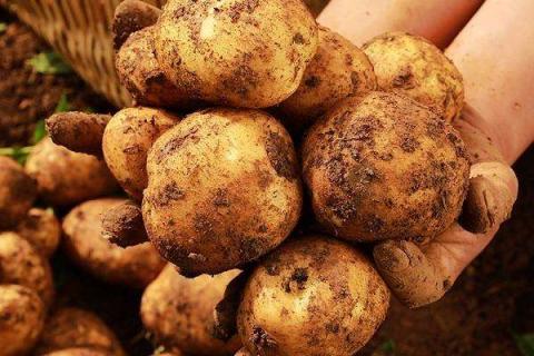 土豆能使用含氯肥料吗 土豆能用低氯化肥吗