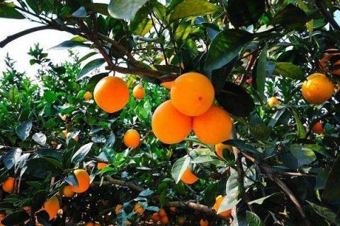 脐橙幼树如何管理生长快 可以施加钾肥吗