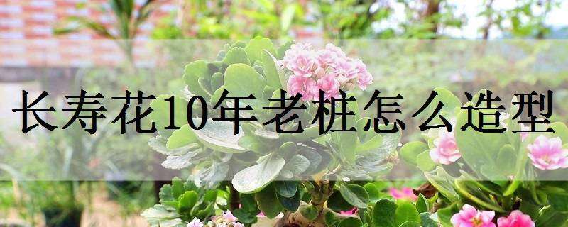 长寿花10年老桩怎么造型