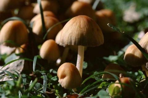 蘑菇怎么追肥好 施肥时间与方法