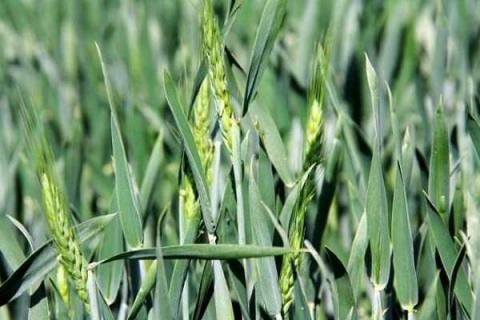 小麦孕穗期水肥管理（小麦孕穗期水肥管理方案）