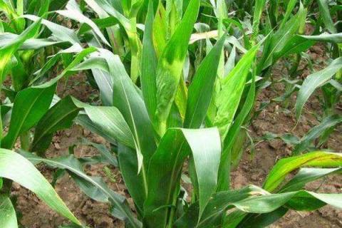 玉米高产追肥技巧 施肥时间及方法