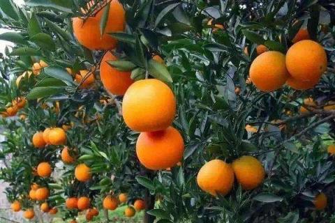一年树脐橙施肥方案 施什么肥效果好
