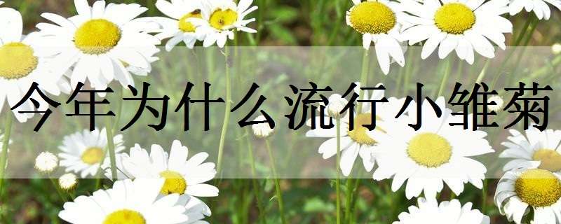 今年为什么流行小雏菊