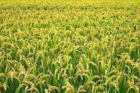 水稻分蘖肥用尿素可不可以