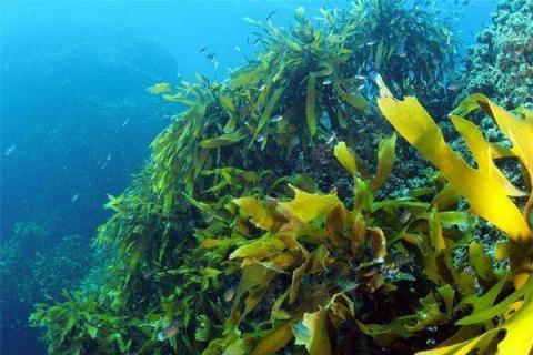 海藻肥的施用方法 注意事项有哪些