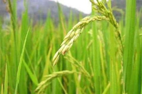 水稻氮肥过多如何补救 处理方法有哪些