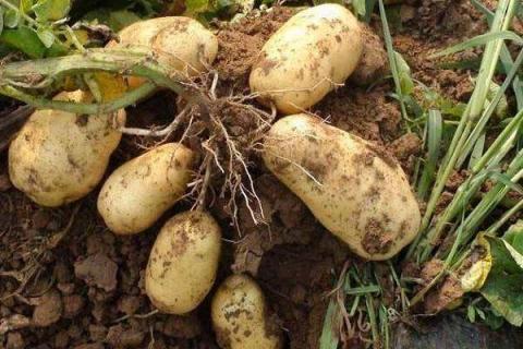 长芽的土豆有哪些妙用 可以用来浇花吗