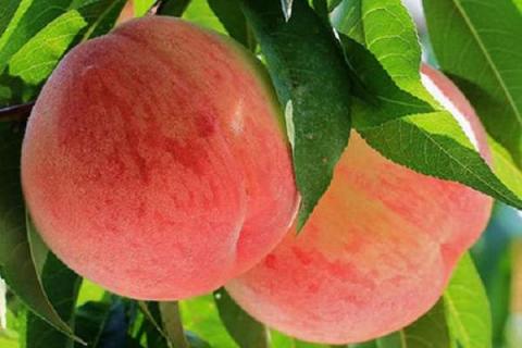 桃树能上尿素和复合肥吗 桃树春季可以施尿素吗