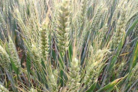 小麦扬花期可以施氮肥吗 能不能撒施尿素