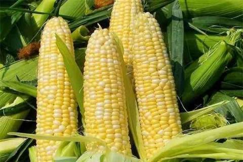 玉米长多高可以施肥 选择什么肥料好