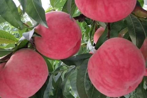桃树能用含硫复合肥吗（桃树能用含硫复合肥吗怎么施肥）