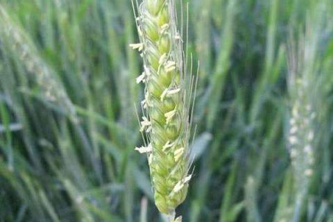 小麦扬花期可以施氮肥吗 小麦扬花期可以施氮肥吗视频