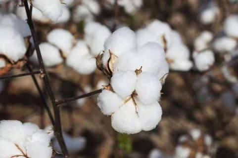 棉花打顶剂有哪几种 优缺点有哪些
