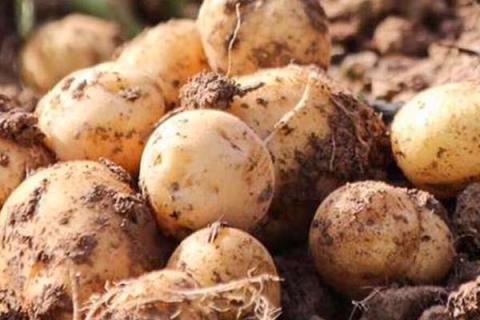 脲铵氮肥可以用于土豆吗 有什么好处