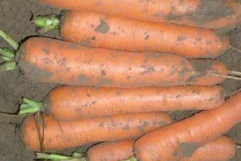 胡萝卜如何施肥最科学 选择什么肥料好