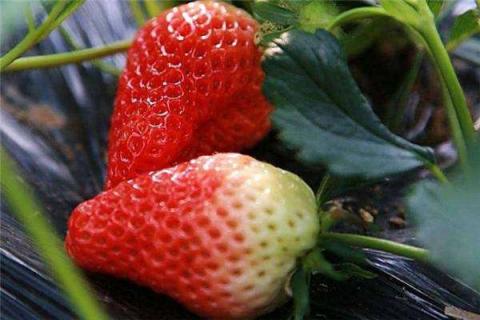 如何判断草莓要浇水 如何知道草莓该施肥了