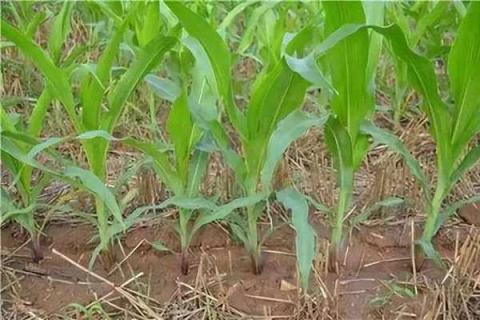 玉米抽雄时用什么肥料 施肥技巧有哪些