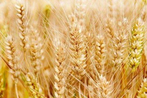 小麦冬灌能上化肥吗 小麦冬灌为什么能减轻冻害
