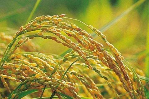 东北水稻施肥方法和用量有哪些 东北水稻施肥方法和用量有哪些呢
