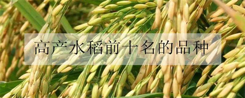 高产水稻前十名的品种 东北高产水稻前十名的品种